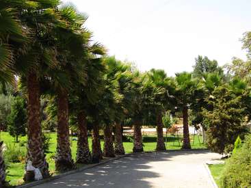 The image depicts a serene palm tree-lined walkway, featuring a paved path and lush greenery, set against a bright and sunny sky.