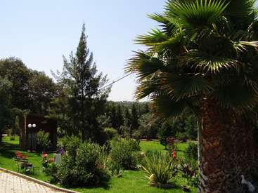 The image depicts a serene garden with a palm tree, lush greenery, and vibrant flowers, set against a clear blue sky on a sunny day.