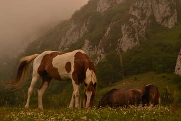 Dos caballos pastan apaciblemente en un prado exuberante, rodeados de flores silvestres y dramáticas montañas neblinosas, bajo un cielo tranquilo y nublado, que evoca la serenidad y la belleza natural.