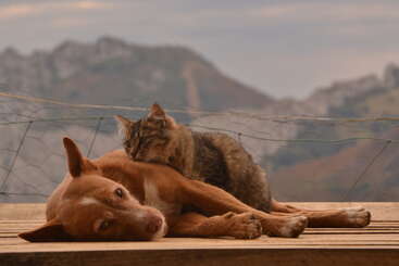 A brown dog is lying on a wooden surface while a gray tabby cat cuddles close. Mountains and a wire fence provide a peaceful, natural background.