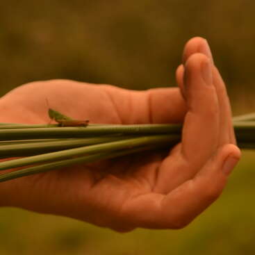 A close-up image of a hand gently holding several green grass blades, with a small green grasshopper perched on top, against a blurred, earthy background.