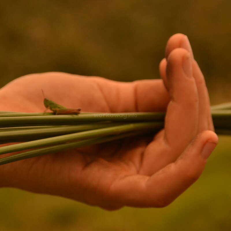 A close-up image of a hand gently holding several green grass blades, with a small green grasshopper perched on top, against a blurred, earthy background.