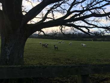 L'image représente un paysage serein avec un grand arbre aux branches dénudées, un champ de moutons broutant au loin et une clôture en bois au premier plan.