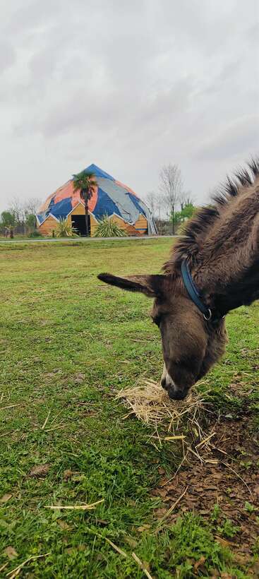 A imagem retrata uma cena serena com um burro marrom e branco em frente a um campo verde exuberante, com árvores e arbustos ao fundo, evocando uma sensação de tranquilidade.
