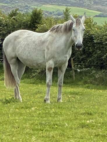 A majestic light grey horse stands quietly in a lush green field, surrounded by dense hedges and rolling hills under a cloudy sky in the background.