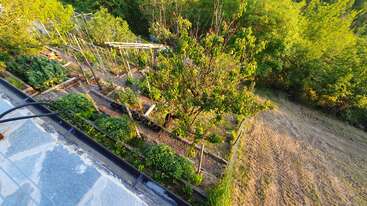 Esta imagem mostra um jardim exuberante com fileiras organizadas de plantas, suportes de madeira, árvores verdes e um pedaço de terreno limpo cercado por uma vegetação vibrante.
