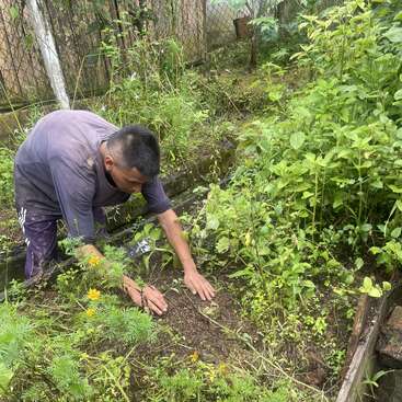 Um homem está cuidando de um canteiro de jardim, com as mãos no solo, cercado por plantas e flores verdes. Ele está vestindo uma camisa cinza e calça roxa.