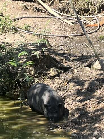 Ein schwarzes Schwein ruht sich im Schatten der Bäume neben einem schlammigen Teich aus, umgeben von Farnen und verstreuten Ästen in einer sonnendurchfluteten, natürlichen Waldlandschaft.