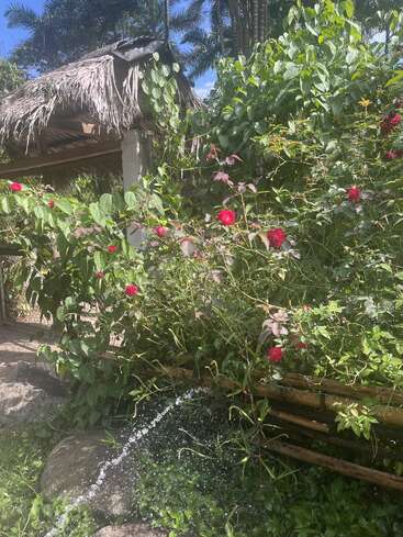 Eine tropische Gartenszene mit üppigem Grün, leuchtend roten Blumen, einer rustikalen Strohhütte, einem Holzzaun, Felsen und sanft plätscherndem Wasser im Hintergrund.