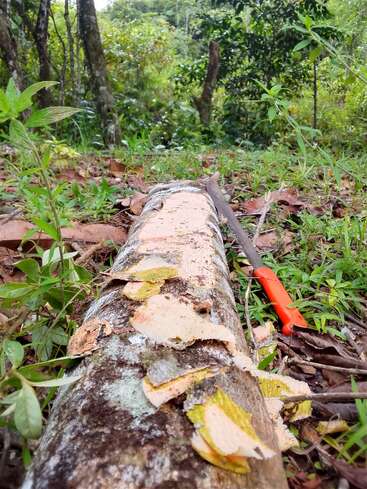 Ein umgestürzter Baumstamm liegt auf dem Waldboden, die Rinde blättert ab. Eine Machete mit orangefarbenem Griff liegt daneben inmitten von grünem Laub und Blättern.
