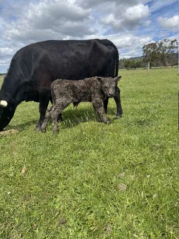 Un veau nouveau-né se tient près de sa mère, une vache noire qui broute de l'herbe verte fraîche sous un ciel bleu nuageux dans un paysage rural paisible.