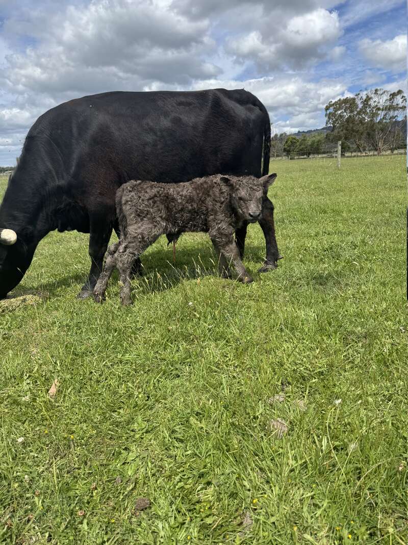 Un veau nouveau-né se tient près de sa mère, une vache noire qui broute de l'herbe verte fraîche sous un ciel bleu nuageux dans un paysage rural paisible.