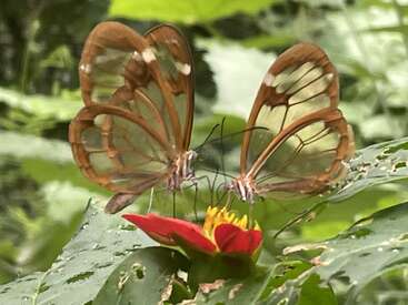 Two glasswing butterflies with delicate, transparent wings perch on a vibrant red flower. Lush green leaves surround them, creating a serene, natural background in the forest.