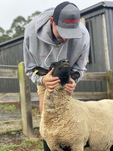 A person wearing a gray hoodie and cap gently holds the face of a sheep. They are outside near a wooden fence and a black building.