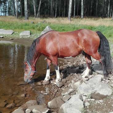 Das Bild zeigt ein braunes Pferd mit schwarzer Mähne und weißen Beinen, das aus einem seichten Bach in einem Waldgebiet trinkt, umgeben von Steinen und Gras.