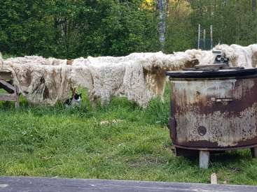 Das Bild zeigt eine rustikale Szene im Freien mit einer Reihe von Schafsfellteppichen, die an einem Holzrahmen hängen, begleitet von einem verwitterten Metallcontainer im Vordergrund.