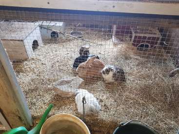 Das Bild zeigt einen Kaninchenstall mit mehreren Kaninchen darin, umgeben von Heu und einer Gießkanne, mit einem Holzzaun und einem Eimer im Vordergrund.