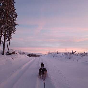 Das Bild zeigt zwei Hunde, die einen Schlitten durch eine verschneite Landschaft ziehen, mit Bäumen und Hügeln im Hintergrund unter einem rosa-blauen Himmel.
