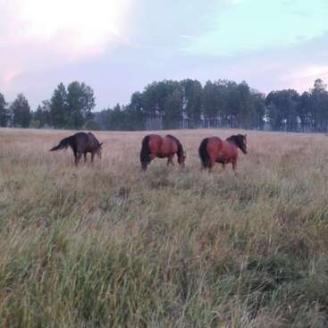 Das Bild zeigt drei braune Pferde, die auf einer Wiese mit hohem, gelblich-grünem Gras grasen, mit Bäumen im Hintergrund und einem bewölkten Himmel.