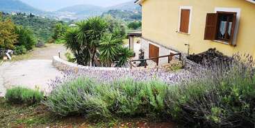 Uma casa amarela com venezianas marrons fica ao lado de uma vegetação exuberante, palmeiras e arbustos de lavanda. As montanhas e o céu nublado criam uma vista rural tranquila e pitoresca.
