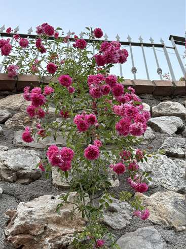 Uma roseira trepadeira cheia de vida, com flores rosa-vivo, desce em cascata por uma parede de pedra coroada por uma cerca de metal, tendo como pano de fundo um céu azul límpido.