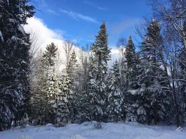 Árboles de hoja perenne cubiertos de nieve se extienden hacia un cielo azul despejado. La luz del sol resplandece en las ramas y la nieve fresca cubre el apacible bosque invernal.