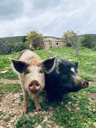 Das Bild zeigt zwei Schweine, die auf einer grasbewachsenen Wiese stehen, mit einem Haus und Bäumen im Hintergrund unter einem bedeckten Himmel.