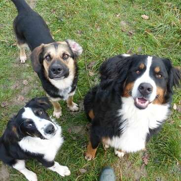 The image depicts three dogs sitting in a grassy area, with one dog standing behind them, all looking up at the camera. The dogs are black, brown, and white.