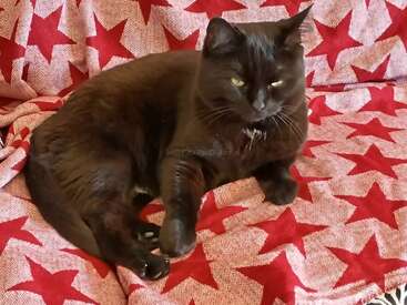 Un gato negro de ojos verdes descansa sobre una manta roja y blanca decorada con grandes estrellas, con aspecto relajado y ligeramente curioso en un entorno acogedor.