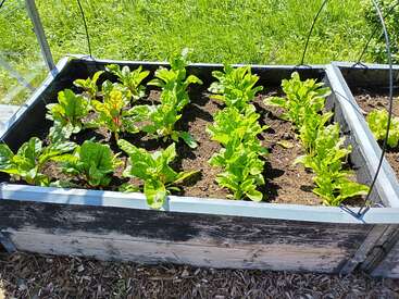 Esta imagen muestra un huerto elevado lleno de verduras sanas de hoja verde, posiblemente acelgas o espinacas, que crecen en hileras al aire libre bajo la luz del sol.