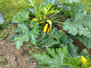 Esta imagen muestra una planta de calabacín sana con grandes hojas verdes y varios calabacines amarillos creciendo en un jardín, rodeada de césped y una valla de alambre.