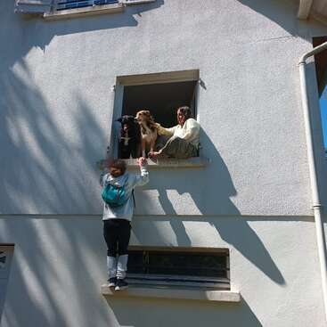 Jemand klettert zu einem offenen Fenster hinauf, wo eine andere Person mit zwei Hunden sitzt. Helles Sonnenlicht wirft kräftige Schatten auf die weiße Außenwand. Ein verspielter Moment.