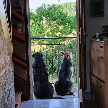 Zwei Hunde sitzen nebeneinander auf einem Balkon und blicken auf üppig grüne Bäume, eingerahmt von einer offenen Tür, durch die sanftes Sonnenlicht auf sie fällt.