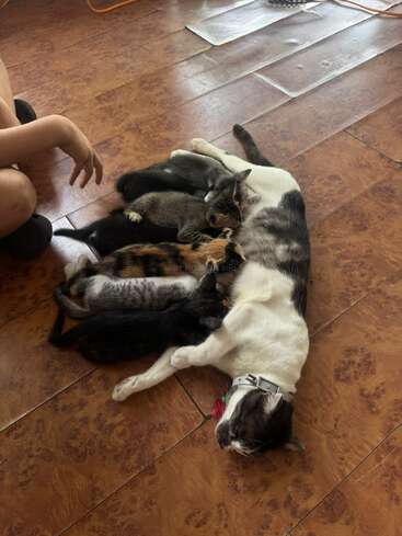 A mother cat is lying on a tiled floor, nursing several kittens. A person sits nearby, watching the peaceful, nurturing moment between the cats.