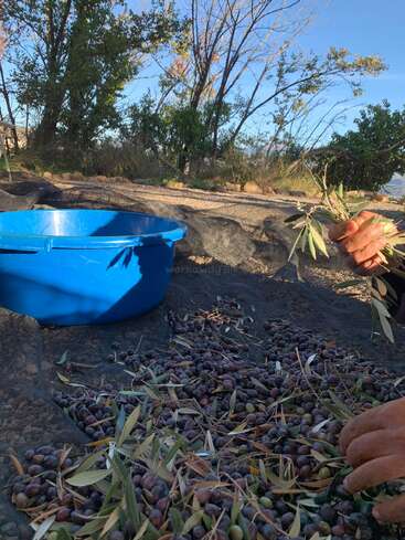 A bright blue plastic bucket sits beside freshly picked olives and leaves on a net. A person’s hands are gathering olives, outdoors under trees.