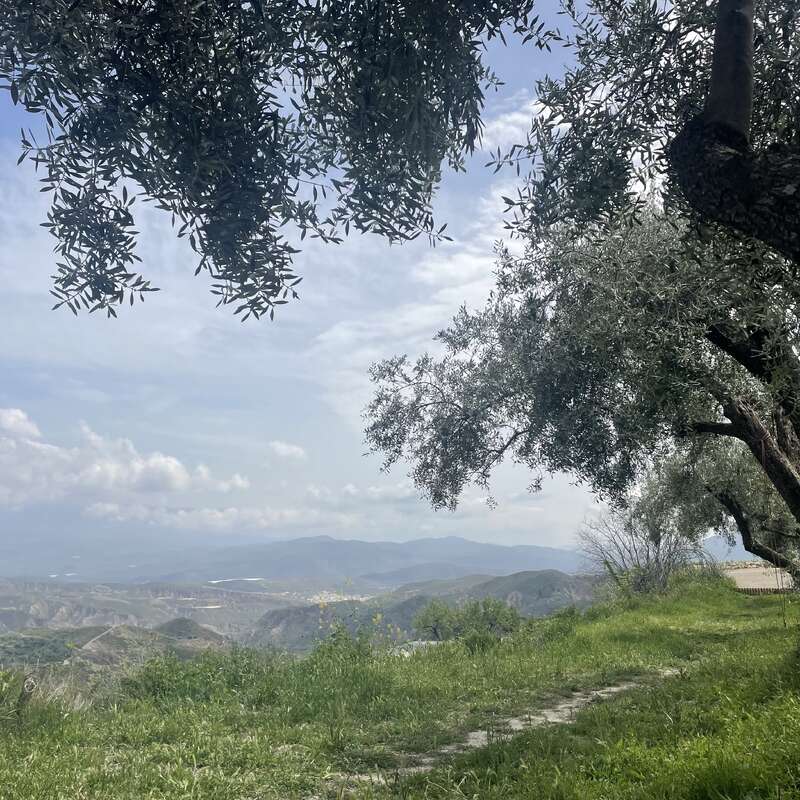 This image captures a peaceful hillside with green grass, olive trees, and a scenic view of distant mountains beneath a partly cloudy, blue sky. Serene landscape.
