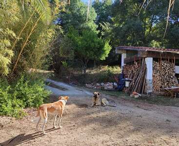 Dos perros están en un soleado patio trasero junto a un cobertizo de leña, rodeados de frondosos árboles verdes, arbustos y un camino de tierra. La escena es tranquila.