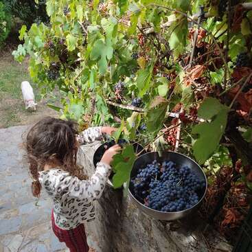 Un niño de pelo rizado recoge uvas maduras de una parra y las coloca en un cuenco. Un perro blanco se aleja en el fondo.