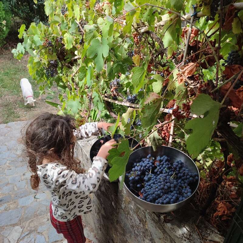 Un niño de pelo rizado recoge uvas maduras de una parra y las coloca en un cuenco. Un perro blanco se aleja en el fondo.