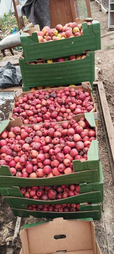 Plusieurs grandes boîtes en carton vert sont remplies de petites pommes rouges fraîchement récoltées, empilées les unes sur les autres dans un cadre rustique en plein air. Certaines pommes semblent abîmées.