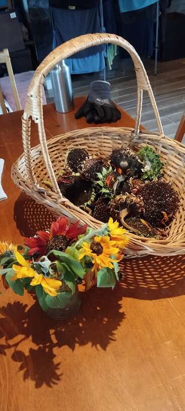 Un panier tressé rempli de têtes de tournesol séchées est posé sur une table en bois. À côté, un pot contient des tournesols frais. Un gant de jardinage et une bouteille se trouvent derrière.