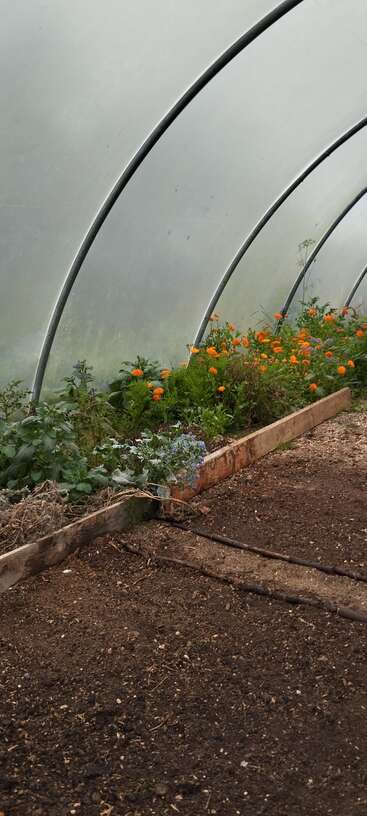 À l'intérieur d'une serre, il y a une plate-bande surélevée avec des plantes vertes et des fleurs orange. Le sol est sombre et des tuyaux d'irrigation courent le long du sol.
