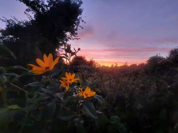 Des fleurs d'un jaune éclatant se détachent au premier plan, encadrées par un feuillage vert foncé. Un ciel coloré aux teintes roses et violettes brille doucement au coucher du soleil.