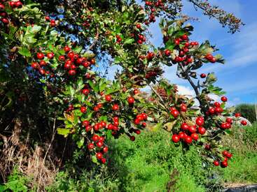 Une branche d'arbre chargée de grappes de baies rouge vif et de feuilles vertes, baignant dans la lumière du soleil, se détache d'un ciel bleu vibrant et d'une verdure luxuriante.