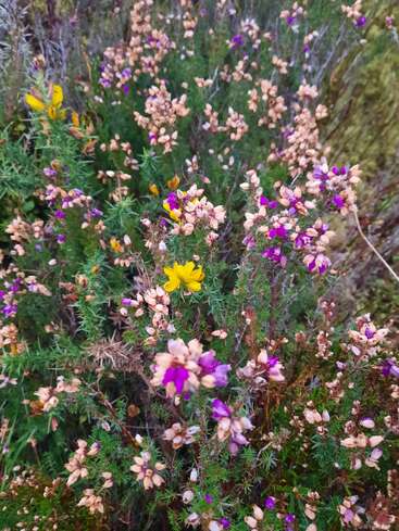 L'image montre un groupe dense de fleurs sauvages avec des tiges vertes hérissées, des fleurs violettes, jaunes et crème, créant une scène naturelle vibrante dans le sous-bois.