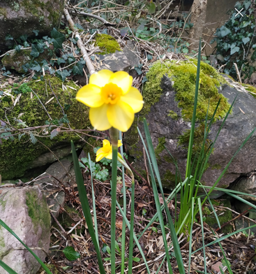 L'image représente une jonquille d'un jaune éclatant avec des feuilles vertes, sur fond de gros rochers et de mousse, entourés de verdure luxuriante et de brindilles.