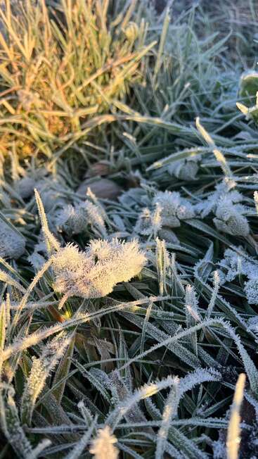Frost covers green grass blades on a cold morning, sparkling as early sunlight touches them, creating a beautiful winter scene full of icy textures and light.