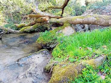 A serene stream flows beside a moss-covered fallen tree. Lush green grass and small plants thrive along the bank, surrounded by dense, tranquil woodland.