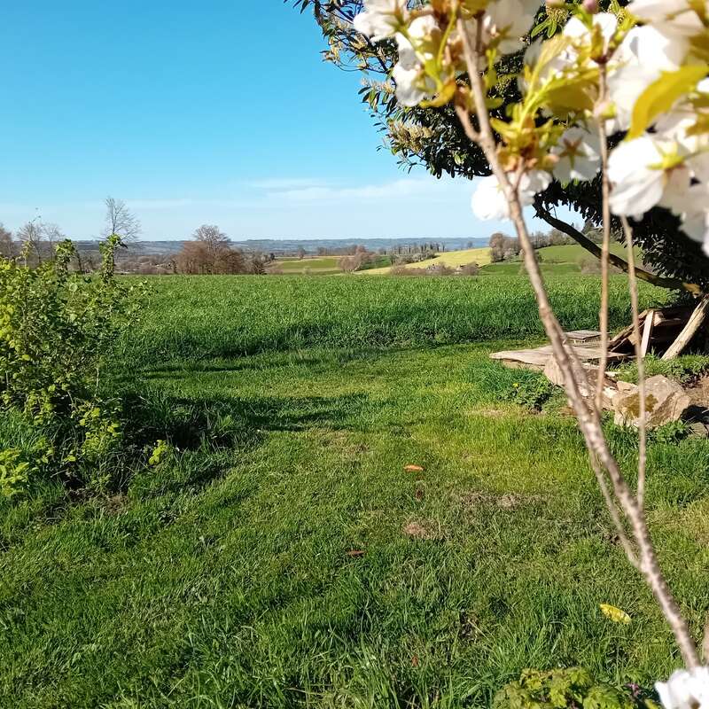 A serene rural landscape featuring a vast, green grassy field, blossoming white flowers in the foreground, scattered trees, bright blue sky, and distant rolling hills.
