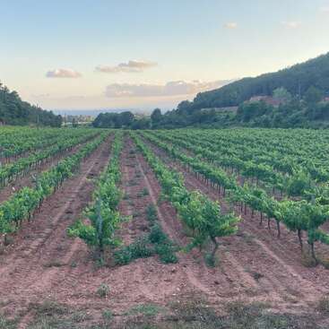 Des rangées de vignes s'étendent sur un vignoble, entouré de collines et d'arbres verts, sous un ciel partiellement nuageux en début de matinée ou en fin d'après-midi.